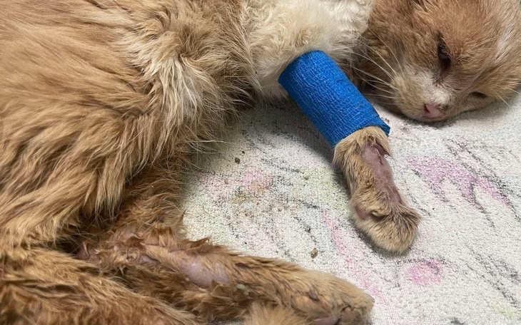 Chory kot z opatrunkiem na łapie, leżący na podłożu.
