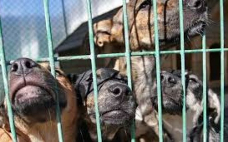 Zbiórka schronisko w potrzebie - zdjęcie główne