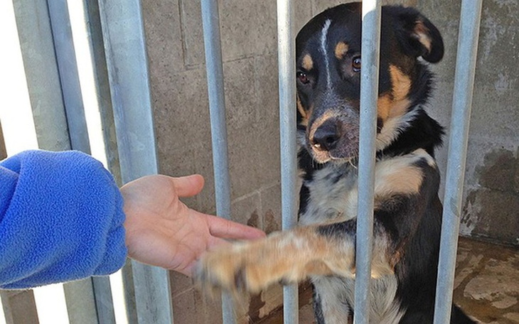 Zbiórka Na schronisko  zwierząt  bezpans - zdjęcie główne