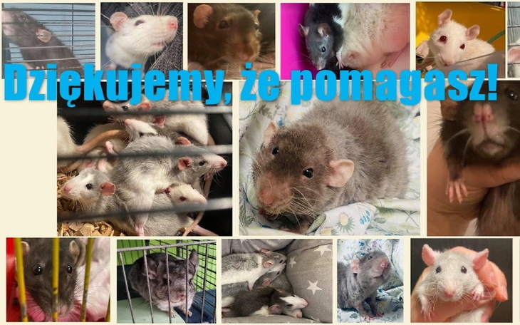 Zbiórka Czerwcowe faktury Ogoniastych - zdjęcie główne