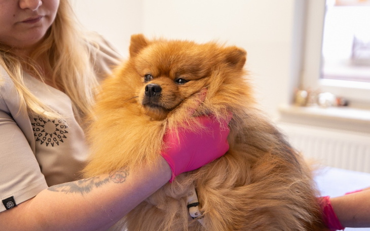 Pies rasy pomeranian w gabinecie weterynaryjnym, w rękach opiekuna.