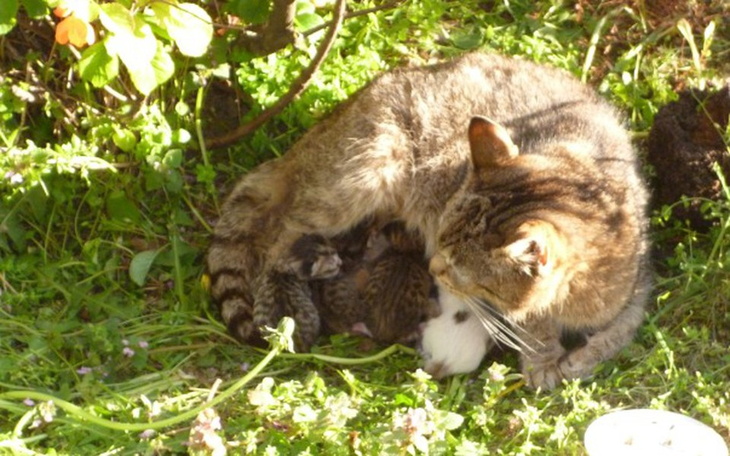 Zbiórka na mame z maluszkami z trawnika - zdjęcie główne