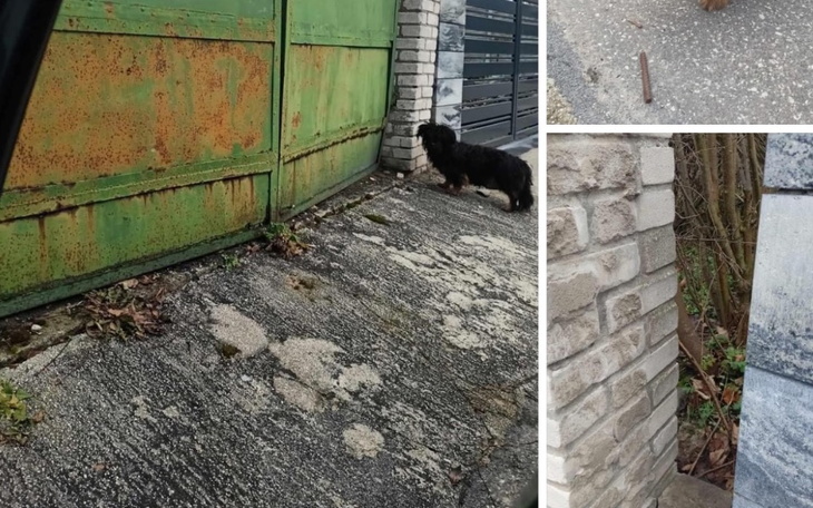 Pies w pobliżu zardzewiałej bramy, eksplorujący otoczenie.