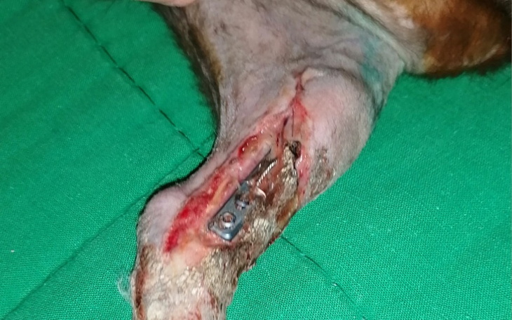 Zbiórka Na Ratowanie Życia ukochanej Kot - zdjęcie główne