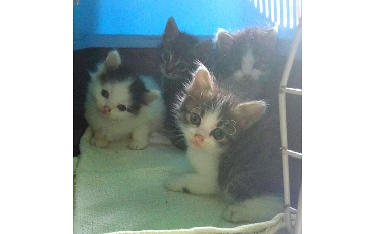 Zbiórka Pomóż. Chcemy ratować zwierzaki - zdjęcie główne