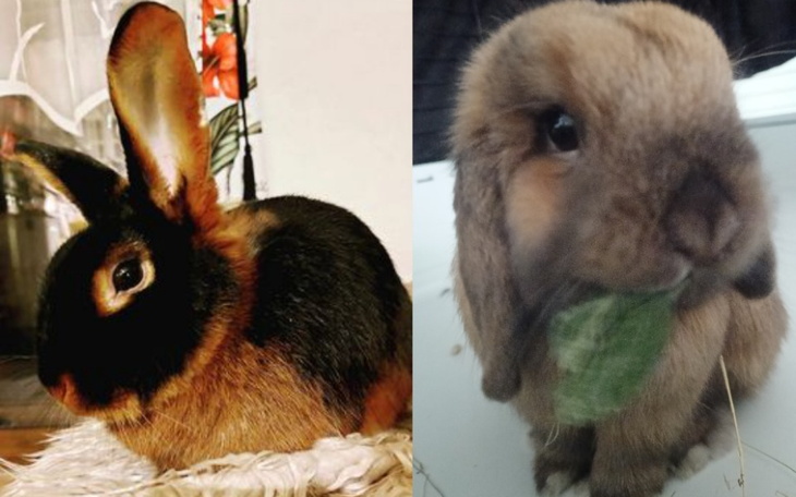 Zbiórka Maja i Gucio - zdjęcie główne