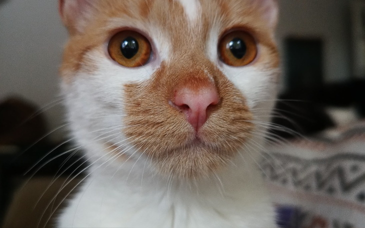 Zbiórka Perry vs trzyliterowy zabójca - zdjęcie główne