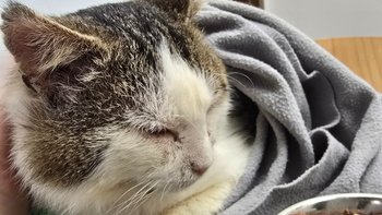 Zbiórka Walka o powrót Adasia - miniaturka zdjęcia