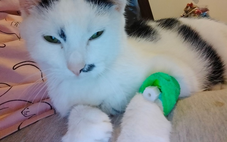 Kotek z opatrunkiem na łapie, w domowym otoczeniu.