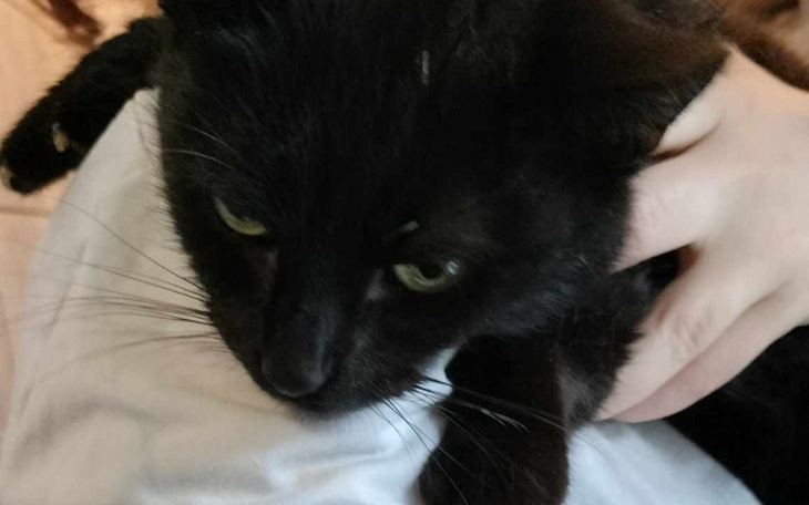 Czarny kot trzymany na rękach, z wyrazem twarzy.