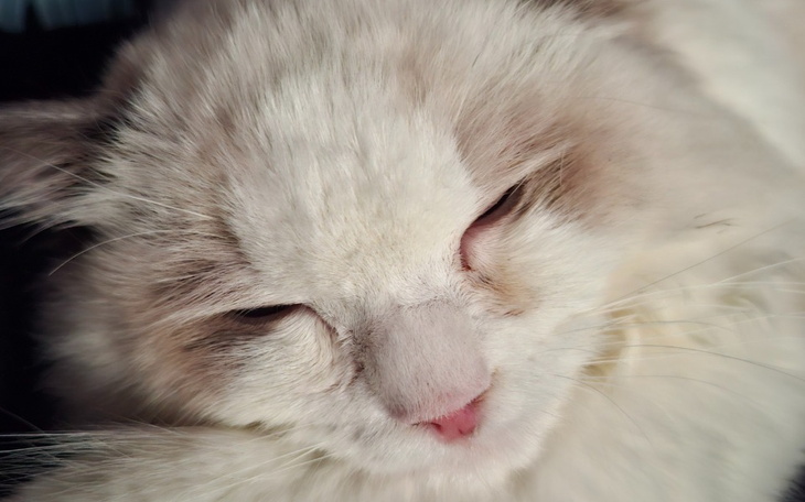 Biały kot z zamkniętymi oczami, odpoczywający w słońcu.