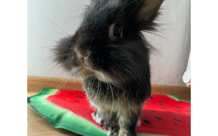 Zbiórka Na leczenie futrzastego Synka - zdjęcie główne