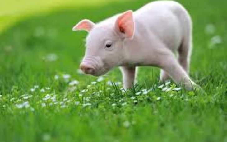 Zbiórka Mikro świnka - zdjęcie główne