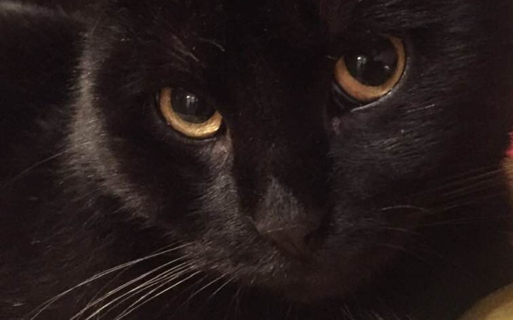 Zbiórka Pomoc dla Bolka - zdjęcie główne