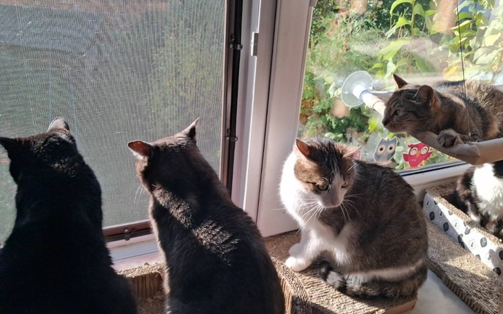 Cztery koty siedzące przy oknie, obserwujące otoczenie.