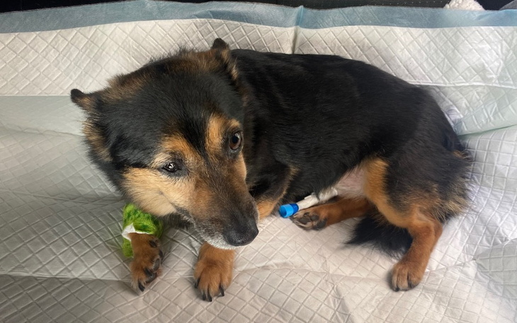 Zbiórka Rico-walka o zdrowie - zdjęcie główne