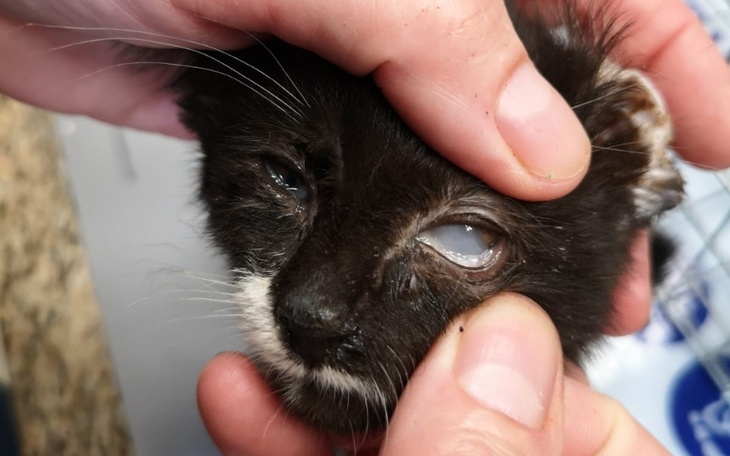 Kotek z problemami zdrowotnymi, potrzebujący pomocy weterynaryjnej.
