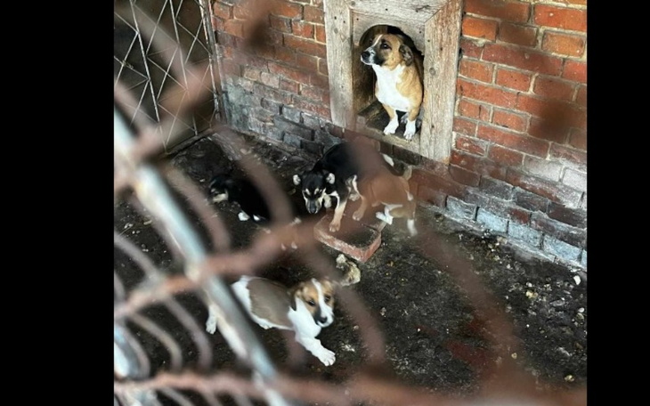 Psy w schronisku, jeden z nich wygląda przez otwór w ścianie.