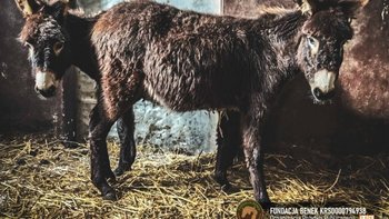 Zbiórka Tysio i Mały błagają o życie! - miniaturka zdjęcia