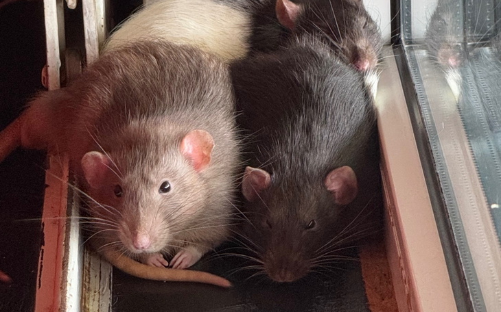 Grupa szczurów w kącie pomieszczenia.