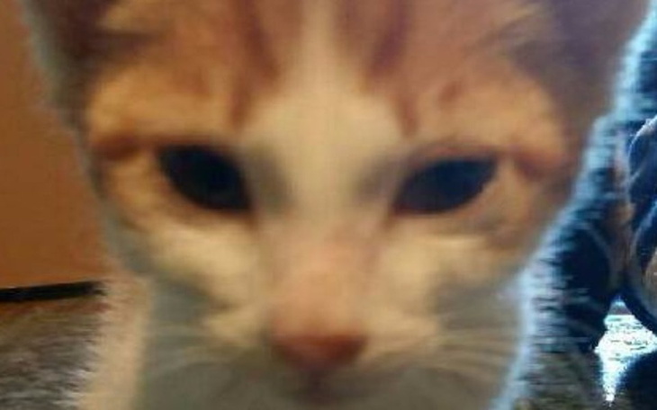 Zbiórka Koci katar - kaliciwiroza ;( - zdjęcie główne