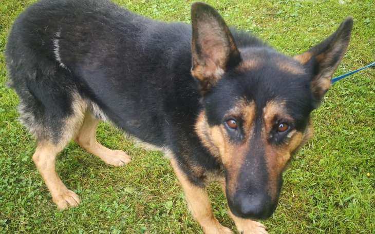 Zbiórka Na karmę dla Boryska - zdjęcie główne