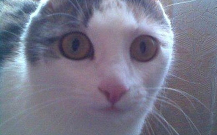 Zbiórka Zbiórka na Schronisko, Zapraszam - zdjęcie główne