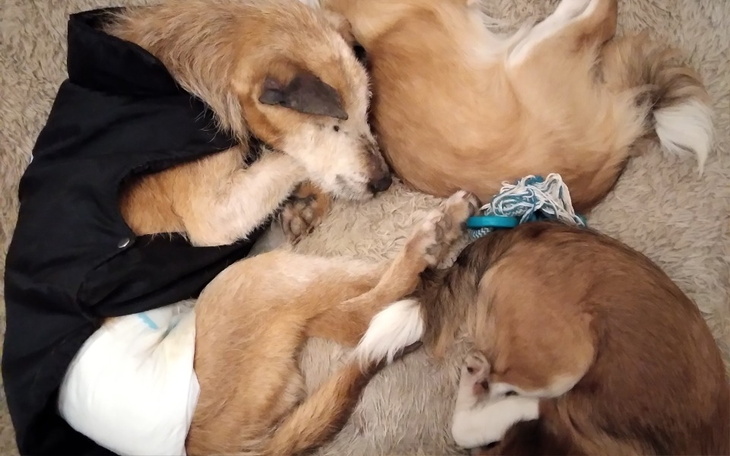 Zbiórka Dla staruszków pampersy - zdjęcie główne