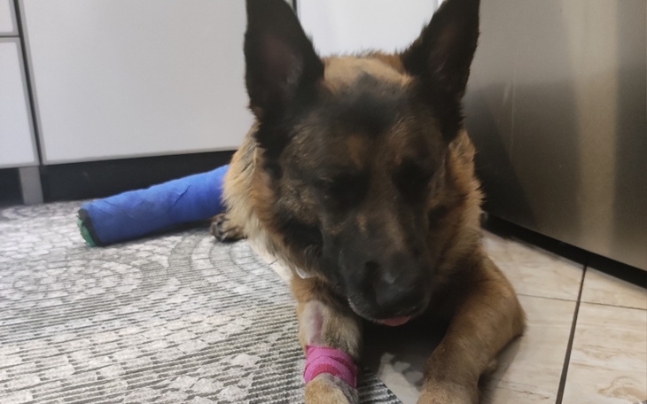 Zbiórka Zabieg i rekonwalescencja - zdjęcie główne