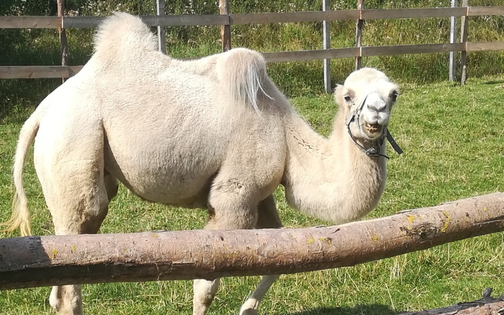Zbiórka Na wymarzone wakacje pomocy - zdjęcie główne