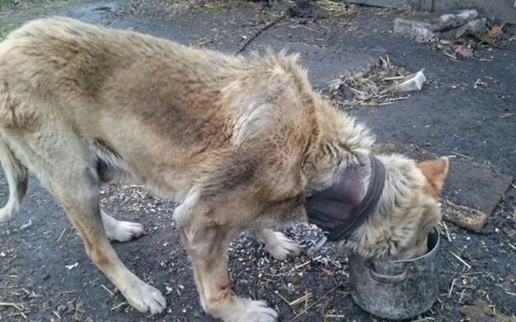 Zbiórka BŁAGAMY POMÓŻ NIe BĄDŹ OBOJĘTNY - zdjęcie główne
