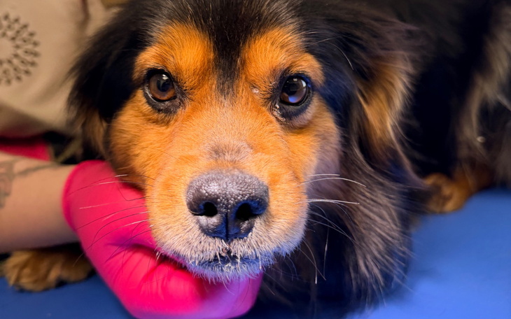 Pies z wyrazem twarzy, w towarzystwie opiekuna.