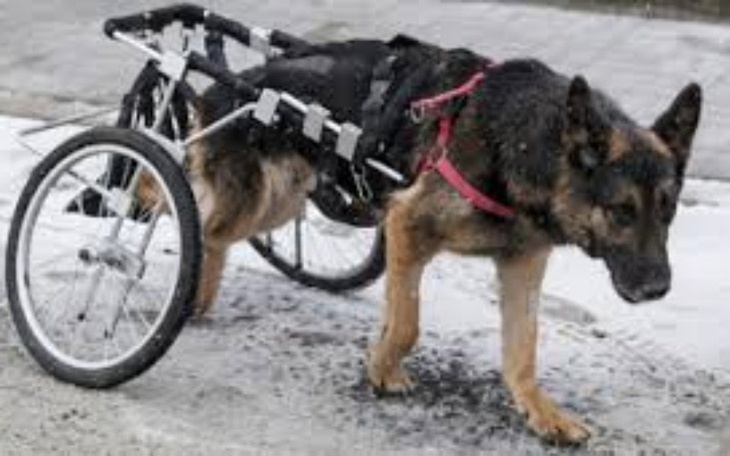 Zbiórka Zbieranie na chorego pieska - zdjęcie główne