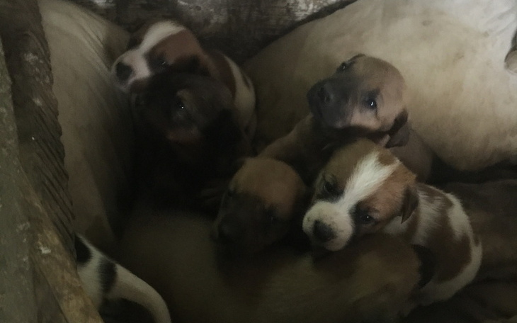 Zbiórka Nędzne życie, nędzna śmierć... - zdjęcie główne