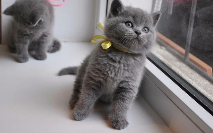 Zbiórka Kocie Marzenie - zdjęcie główne