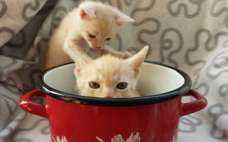 Dwa małe kociaki bawiące się w garnku.