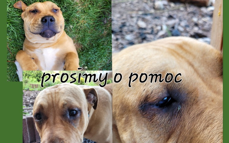 Zbiórka Pęknięta rogówka w oczach Rudi - zdjęcie główne