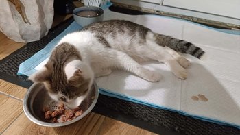 Zbiórka Wiejski kot skazany na śmierć - miniaturka zdjęcia