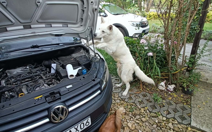 Biały pies skaczący na samochód w ogrodzie.