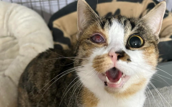 Zbiórka poddać się, tego się nie robi ko - zdjęcie główne