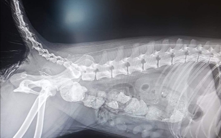 Zbiórka Czy dasz mi szansę na życie - zdjęcie główne