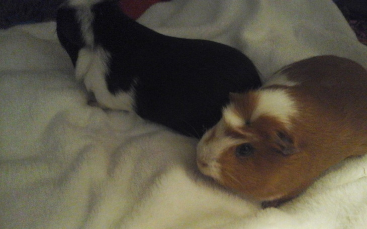 Zbiórka Komputer Piotra - zdjęcie główne