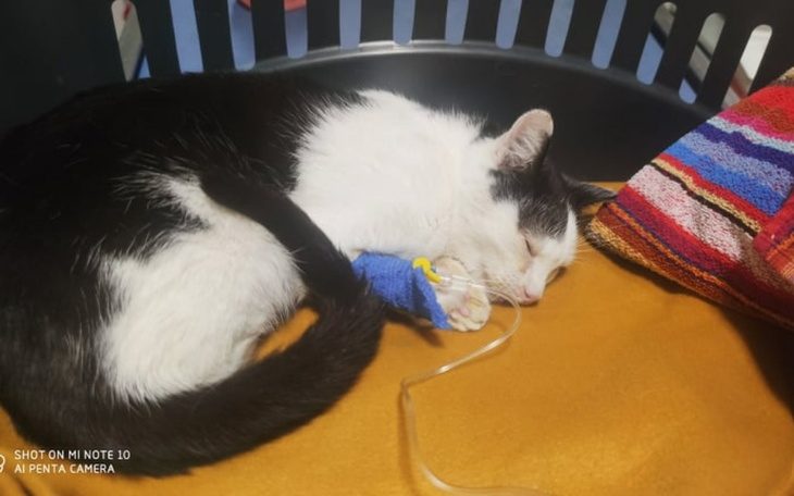 Zbiórka Wampirek znów potrzebuje pomocy - zdjęcie główne