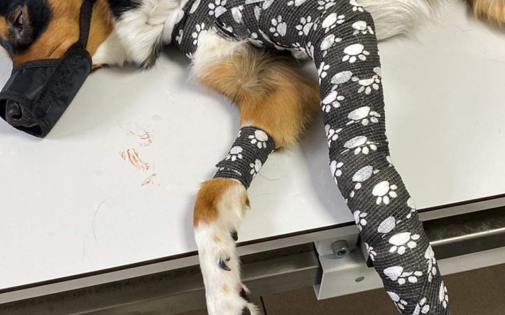 Zbiórka Zabieg-złamana łapka - zdjęcie główne