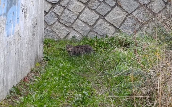 Dzikie zwierzę w trawie, obserwujące otoczenie.