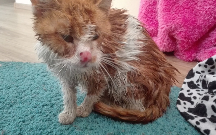 Zbiórka Waleczne serce wiejskiej kotki - zdjęcie główne