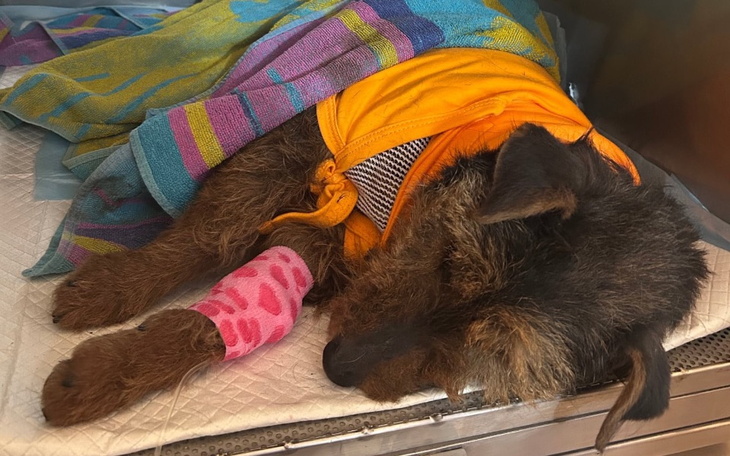 Chory pies w szpitalu, owinięty w koc.