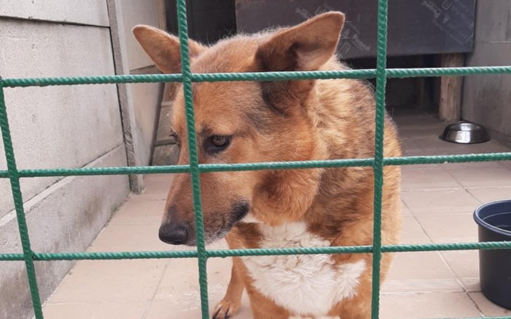 Zbiórka Zbieramy na hotelik - zdjęcie główne