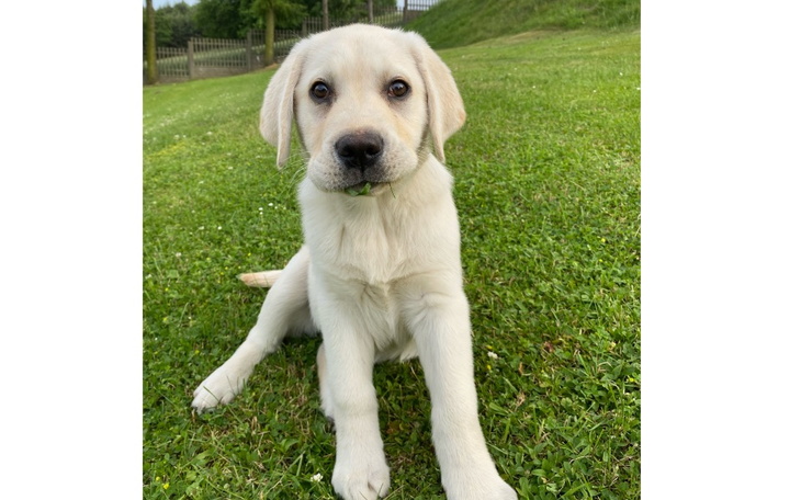 Zbiórka Operacja bioder Dolara - zdjęcie główne