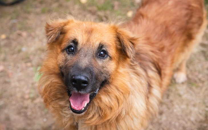 Zbiórka Zbieramy na hotel behawioralny - zdjęcie główne